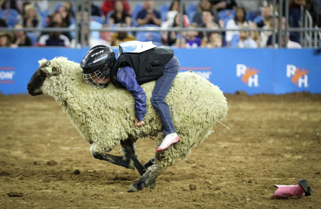 Mutton Bustin