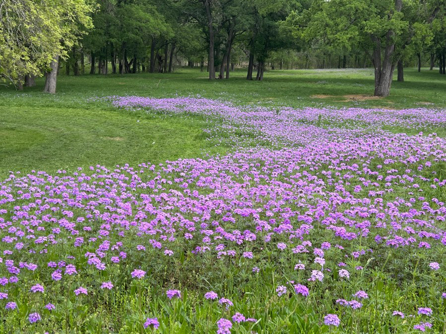 Brazos Bend State Park