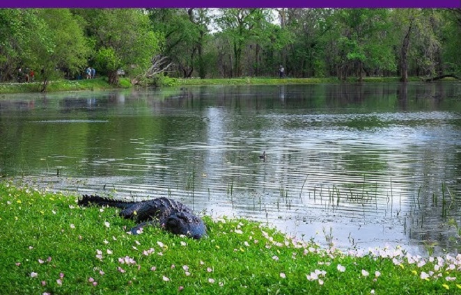 Brazos Bend State Park