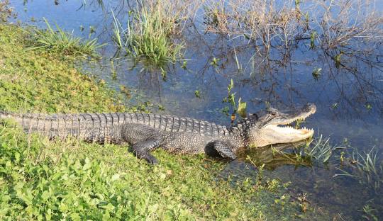 Brazos Bend State Park