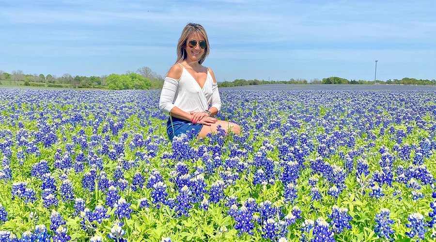 Journey Through the Bluebonnet Trails
