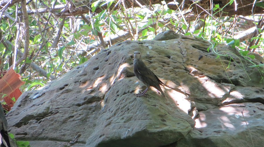 Quintana Neotropical Bird Sanctuary