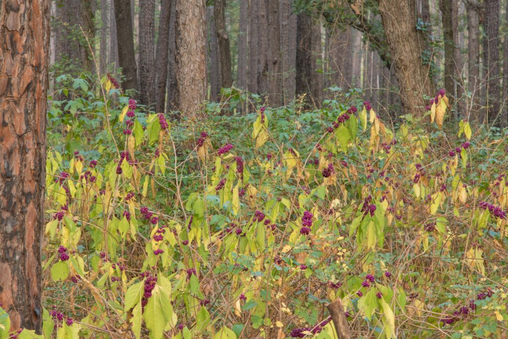 Sam Houston National Forest