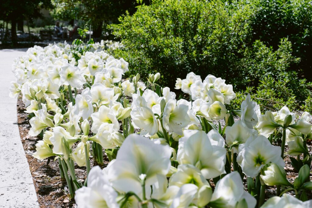 Spring in Houston Botanic Garden
