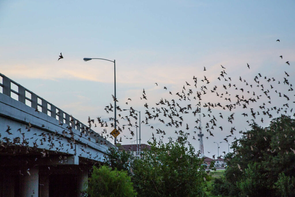 The Waugh Drive Bridge